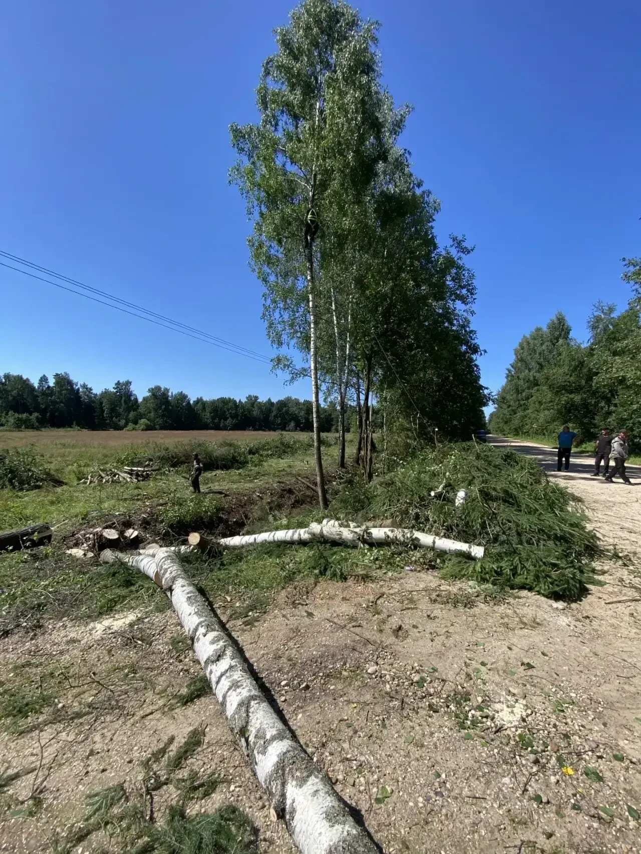 Очищенный участок после валки деревьев и расчистки трассы