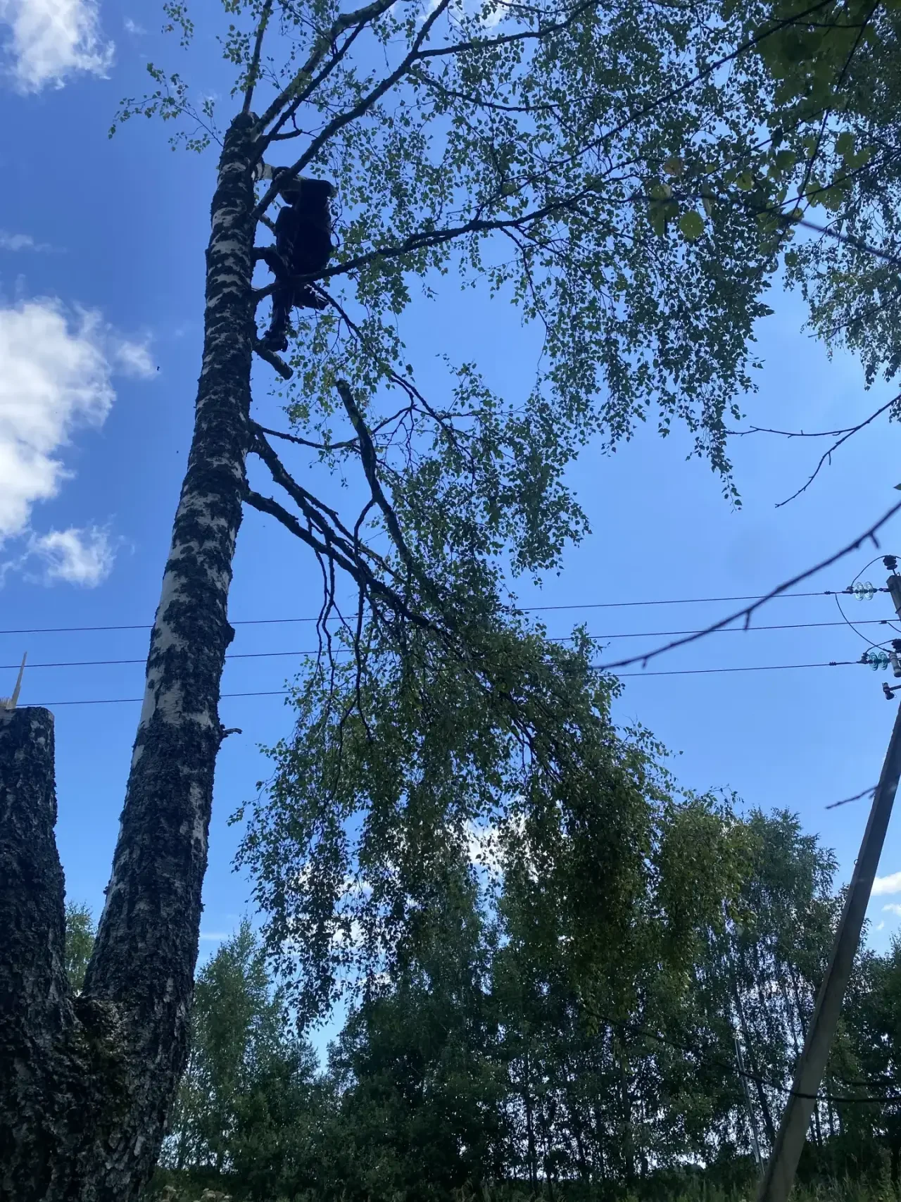 Рабочий удаляет ветви дерева возле воздушной линии электропередачи