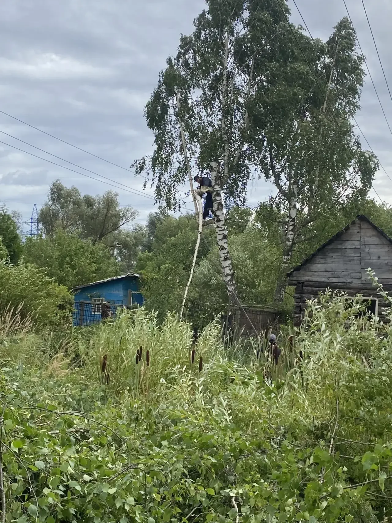 Расчистка деревьев вдоль линии электропередачи
